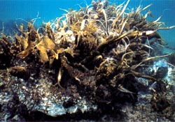 人工リーフに繁茂した海藻 写真