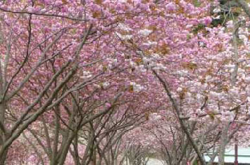 写真:八重桜の並木道