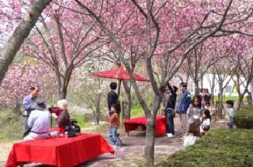 写真:直売所近くにある八重桜の並木道の様子