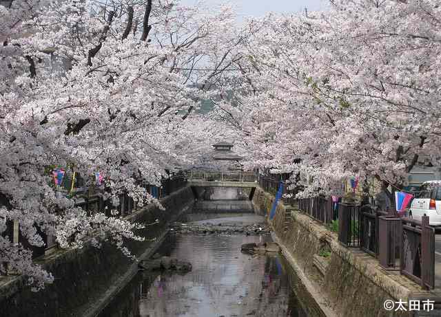 桜の季節の八瀬川