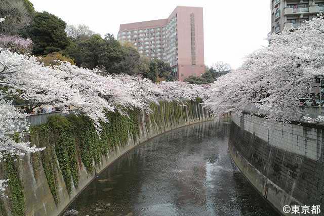 椿山荘と神田川の桜