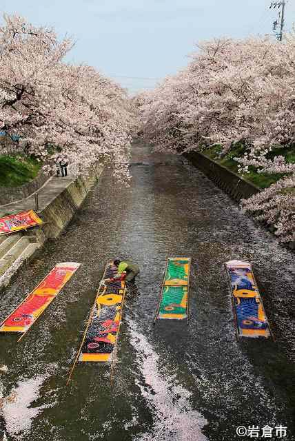 五条川の桜とのんぼり洗い