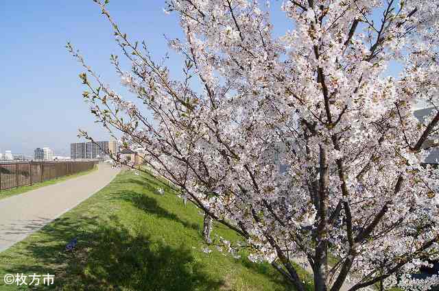 桜の季節の天野川