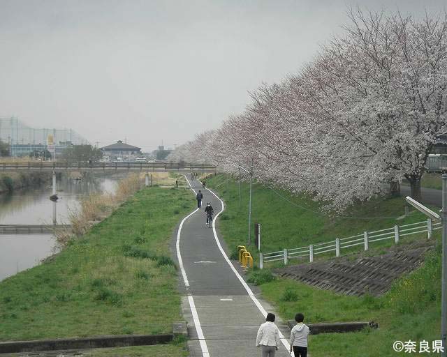 富雄川の桜