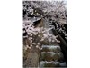 江名子川と桜