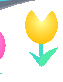 tulip