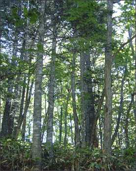 A natural forest resplendent in natural beauty: a forest of mixed acicular and broadleaf trees (Hakodate City)