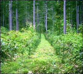 Artificial growth development forest: A dense forest of Japanese larch (Larix leptolepis) and Japanese red spruce (Picedjezoensis) (Oketo Town)