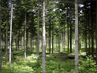 An oak forest where brush thinning is being carried out properly (Naie Town)