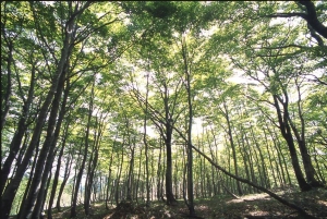 平家平