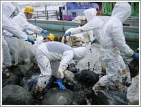 The training of beach cleanup