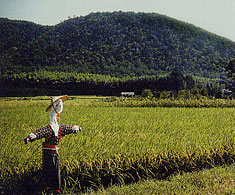 京都大原の田園風景