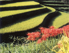 稲渕の棚田