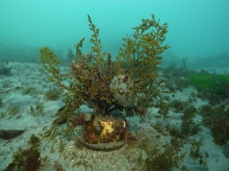 ハタハタ産卵礁