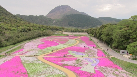 満開の芝桜