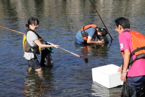 天売島うにとり体験