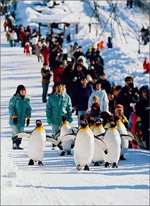Asahiyama Zoo gathers tourists from entire country