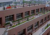 Rooftop planting
