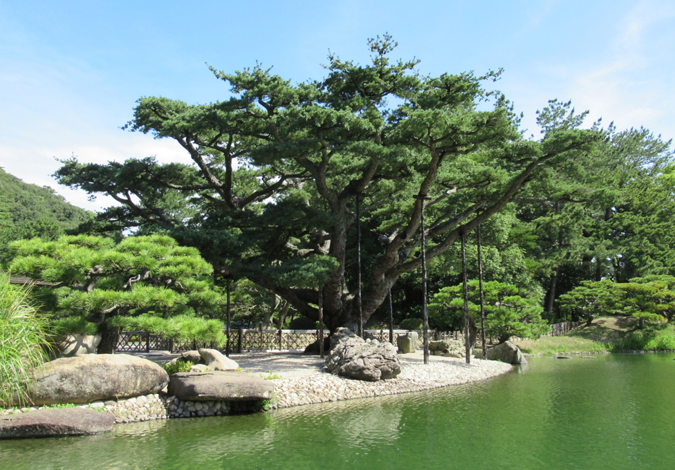 根上がりの松（栗林公園）