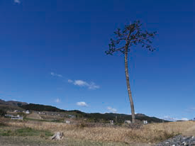 奇跡の一本松