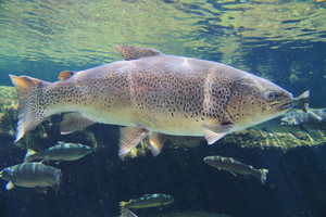 大量の魚を生きたまま運ぶ