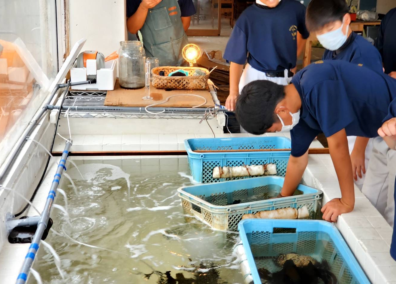 水槽で生き物観察する様子（答志島） 