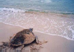 海ガメ（兵庫県東幡海岸） 写真