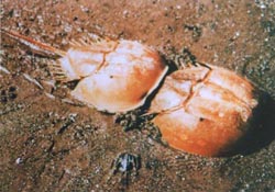 カブトガニ（岡山県） 写真