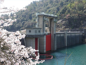 野呂川ダム～　清流の湖畔と乱舞桜　～