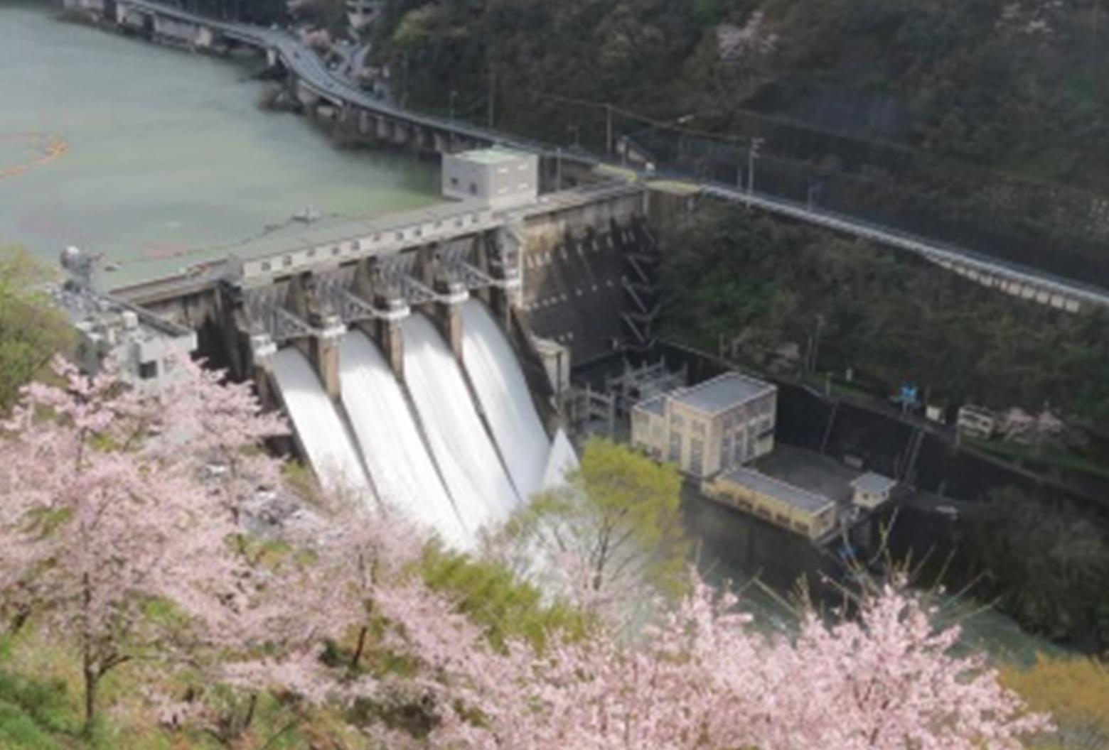 鹿野川ダム ～石楠花（しゃくなげ）と桜の咲き誇るダム