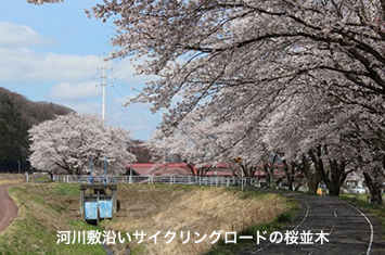写真:河川敷沿いサイクリングロードの桜並木