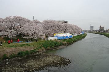 春は右に芝桜、左に桜