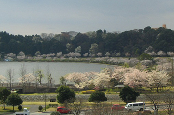 水戸の桜まつり