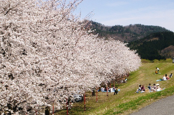 写真:桜づつみ