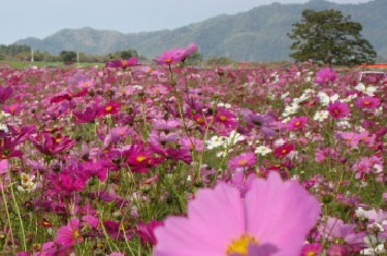 写真:花