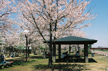 写真:桜づつみ堤防