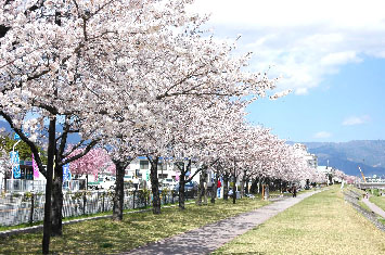 写真:笛吹川の桜並木を横目に水辺散策