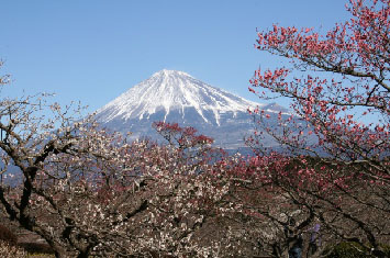 写真:岩本山公園の梅林と富士山