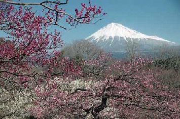 写真:雁堤近くの岩本山