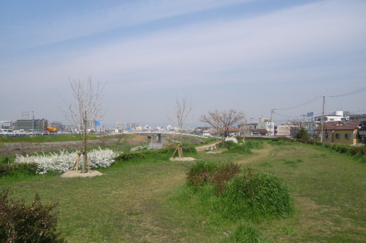 写真:天野川桜堤公園（天野川）