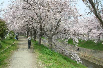 写真:桜並木