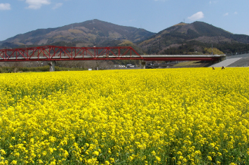 写真:3月頃：菜の花で満開