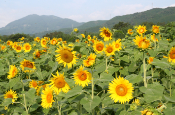 写真:7月頃：ひまわりで満開