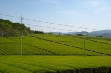 写真:霧山茶園