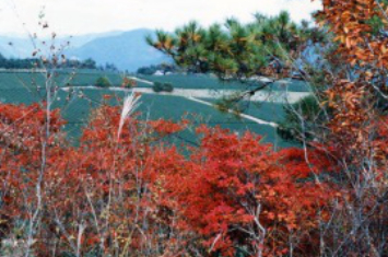 写真:錦山つつじ