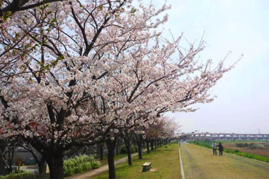 足立区かわまちづくり（桜づつみ）