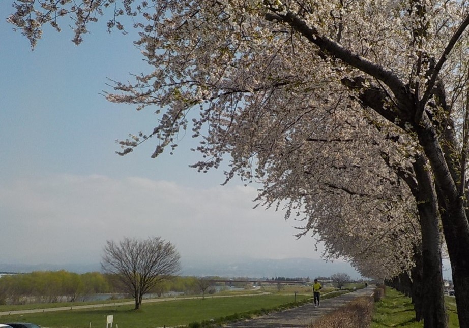 鶴岡市赤川かわまちづくり