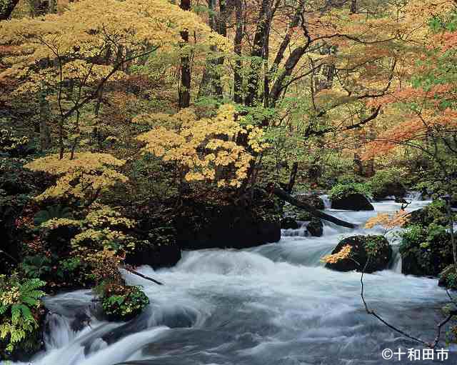 紅葉の奥入瀬渓流