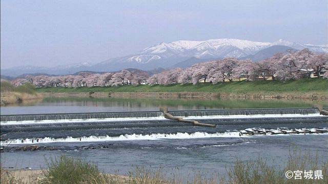 白石川の一目千本桜