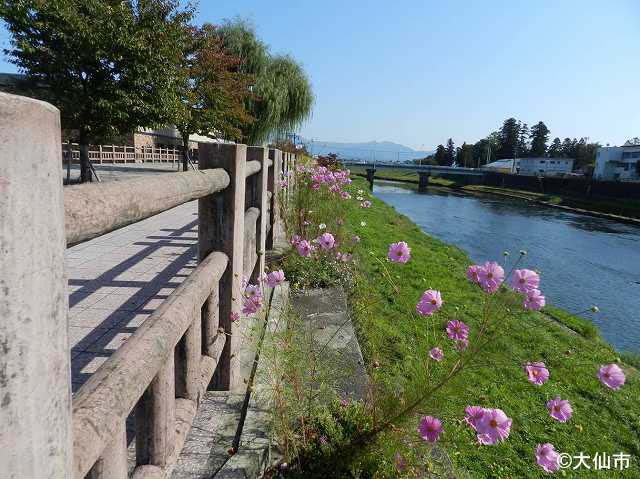 コスモスの季節の丸子川